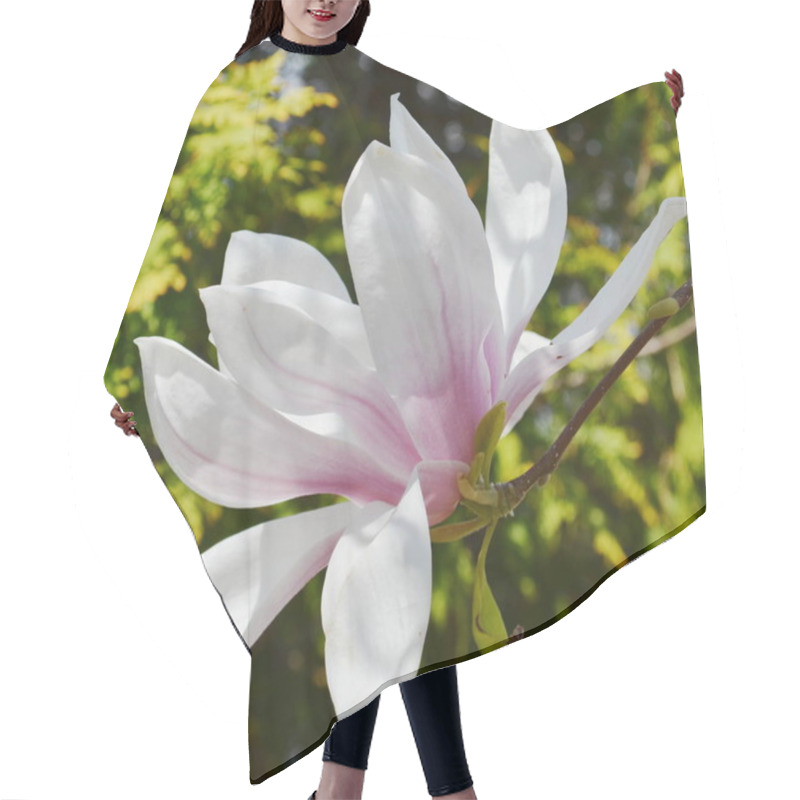 Personality  Magnolia Tree Blossom In Spring Time Hair Cutting Cape