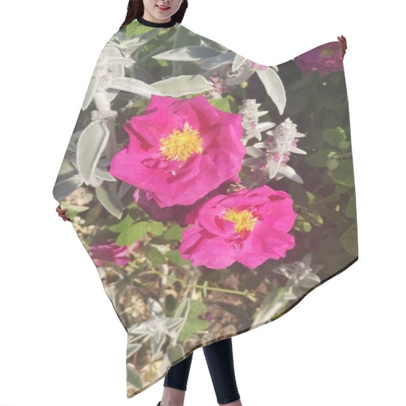 Personality  Vertical Image Of Beautiful Pink Roses With Yellow Stamens. High Quality Photo Hair Cutting Cape