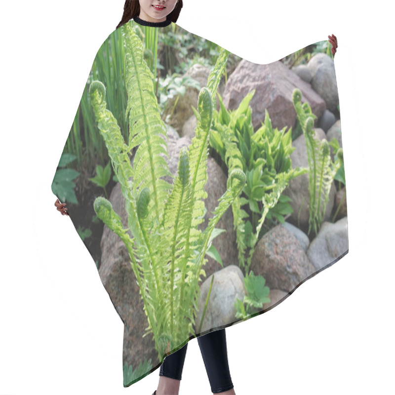 Personality  Beautyful Ferns Leaves Green Foliage Natural Floral Fern Background In Sunlight. Hair Cutting Cape