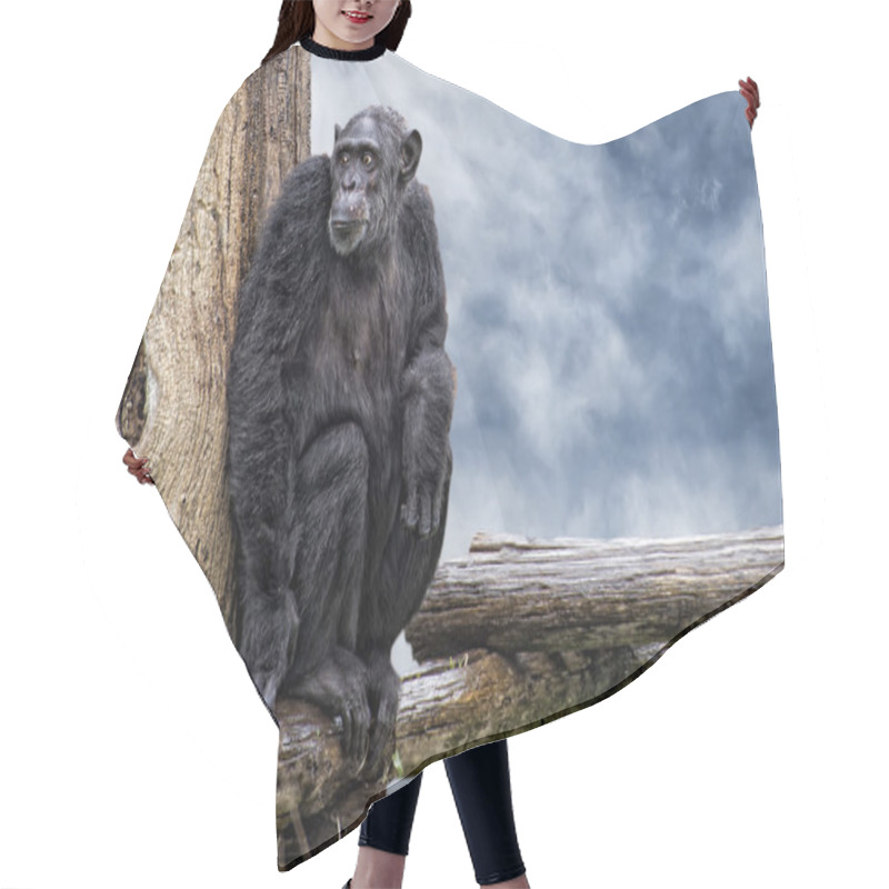 Personality  Ape Chimpanzee Monkey On Deep Blue Sky Background Hair Cutting Cape