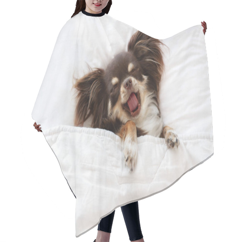 Personality  Cute Chihuahua Dog Yawning While Sleeping On A Bed Hair Cutting Cape