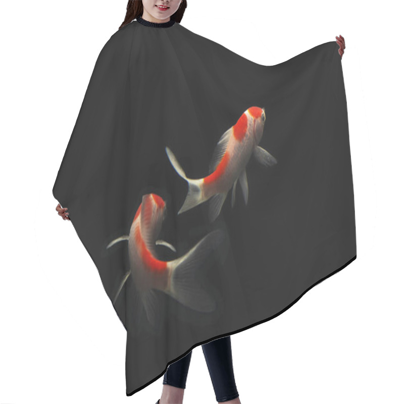 Personality  Butterfly Koi Fish Long Tail Isolated On Black . Hair Cutting Cape