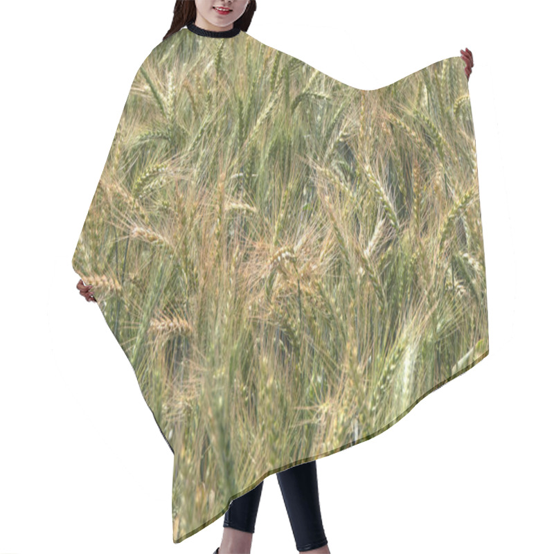 Personality  Ears Of Ripening Rye Swaying In The Wind On An Agricultural Field. Harvest Hair Cutting Cape