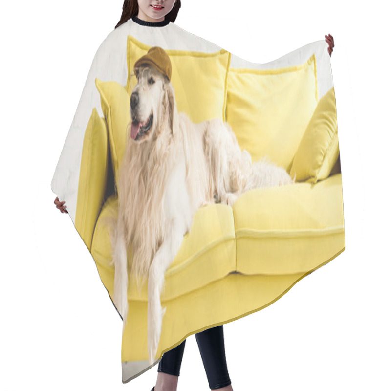 Personality  Panoramic Shot Of Cute Golden Retriever Lying On Bright Yellow Sofa In Cap And Glasses Hair Cutting Cape