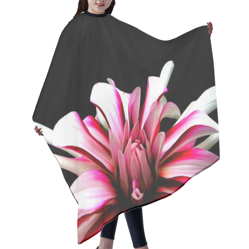 Personality  Close-up View Of Beautiful Blooming Dahlia Hair Cutting Cape