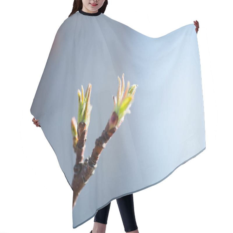 Personality  Tree Buds In Spring Hair Cutting Cape