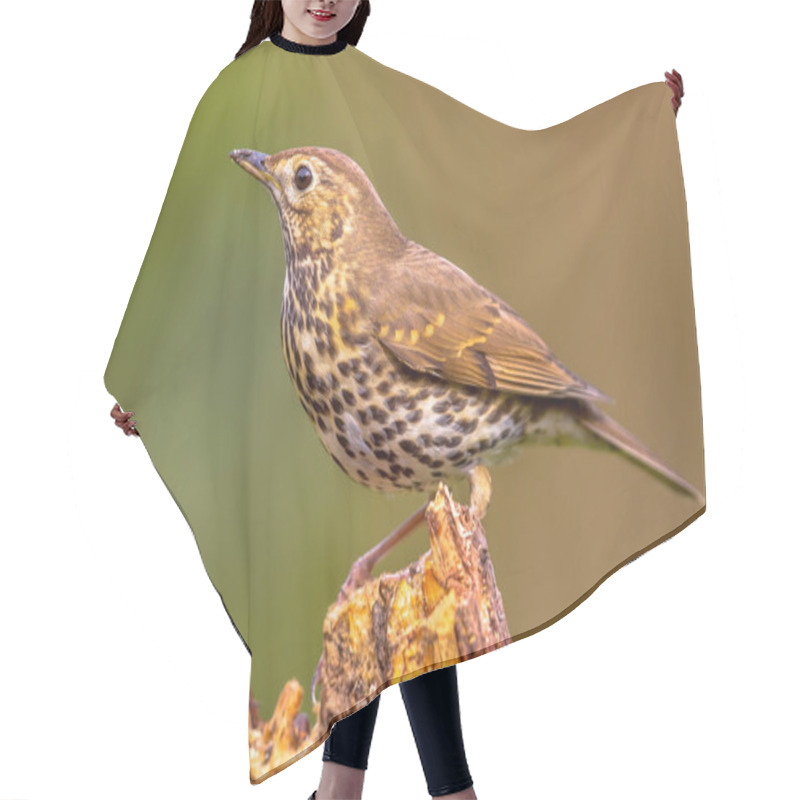 Personality  Song Thrush (Turdus Philomelos) Perched On Log With Green Garden Background Hair Cutting Cape