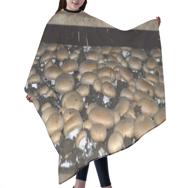 Personality  Mushroom Farm. Hair Cutting Cape