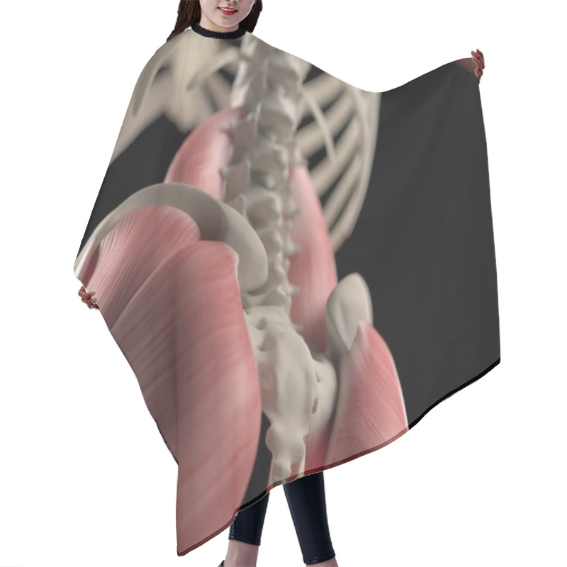 Personality  Human Spine And Pelvis Anatomy Model Hair Cutting Cape