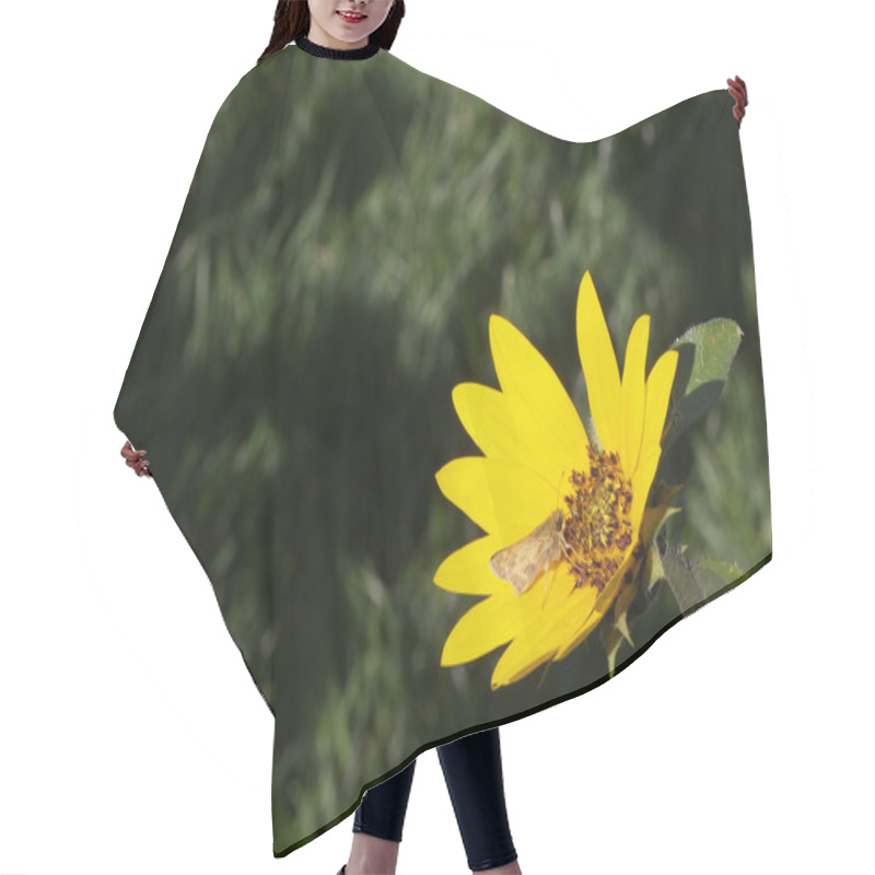 Personality  Macro Moth Sunflower Far Hair Cutting Cape