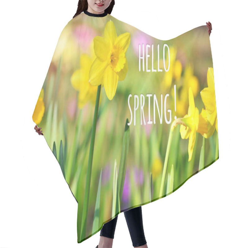 Personality  Hello Spring  Message With A Beautiful Yellow Narcissus Flowers  Background. Hair Cutting Cape