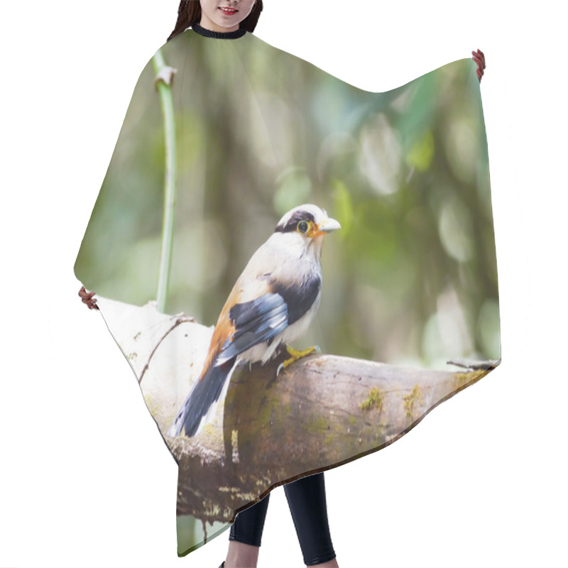 Personality  Bird Silver Broadbill. Hair Cutting Cape