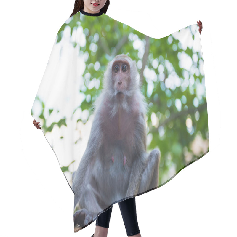 Personality  Sitting Adult Macaque Monkey Hair Cutting Cape