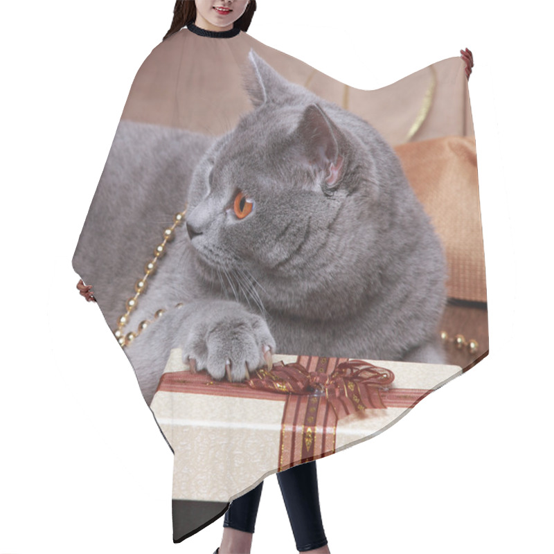 Personality  Image Of British Cat With Yellow Eyes Hair Cutting Cape