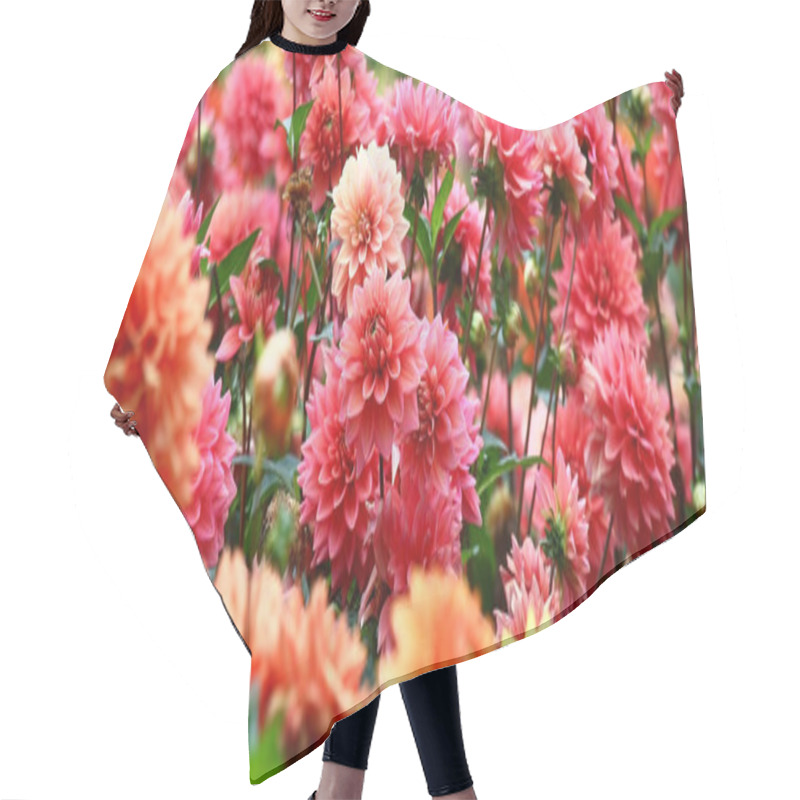 Personality  In A Flower Bed A Considerable Quantity Of Flowers Dahlias With Petals In Various Tones Of Red Color. Hair Cutting Cape