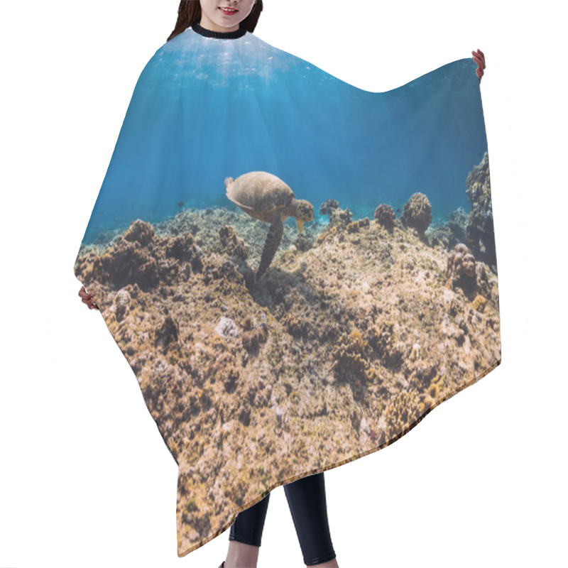 Personality  Sea Turtle Swims Underwater In Tropical Blue Sea. Hair Cutting Cape