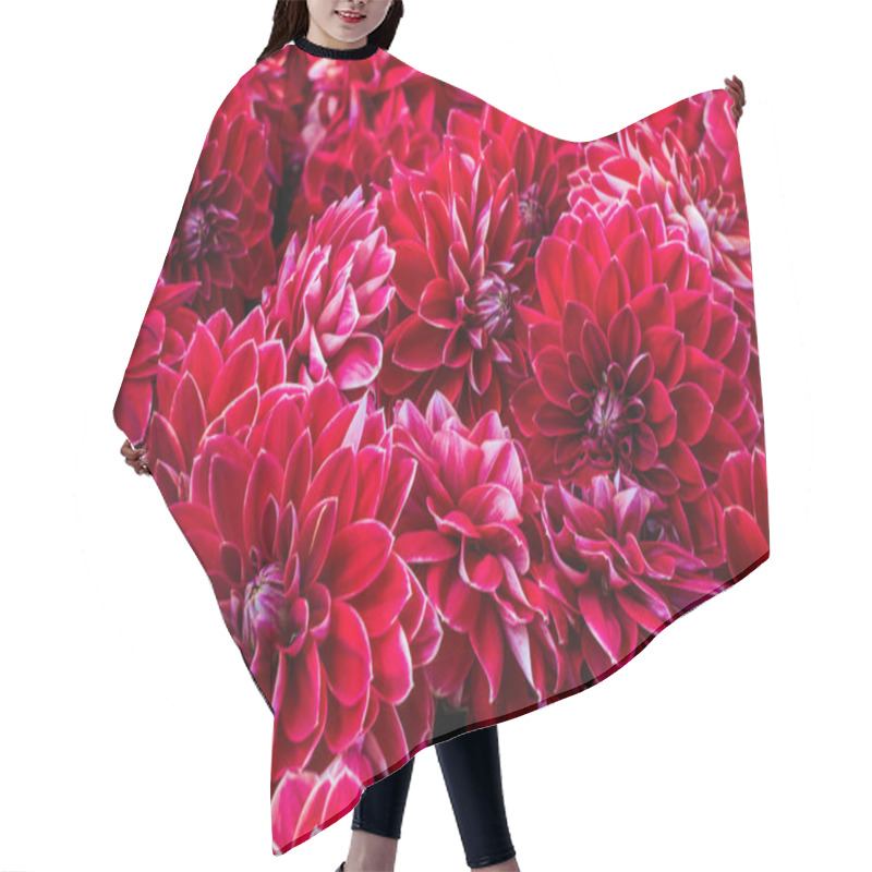 Personality  Beautiful Flowers Of Red Dahlia On A Bush In The Garden. Hair Cutting Cape