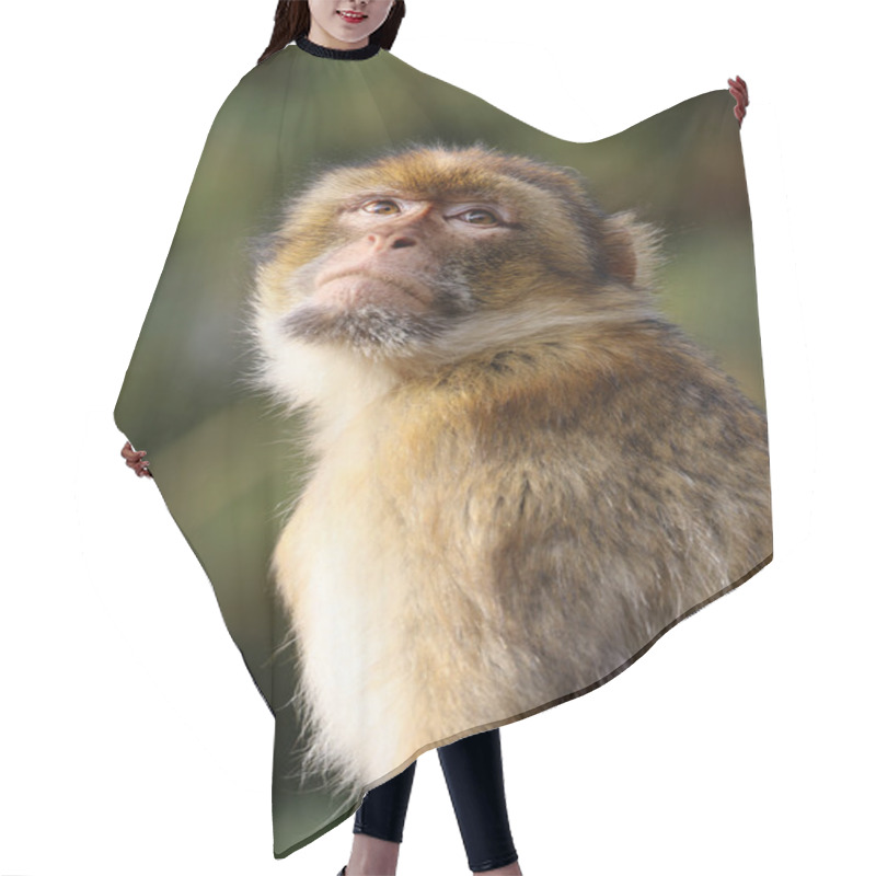 Personality  Macaca Sylvanus Outdoors Hair Cutting Cape