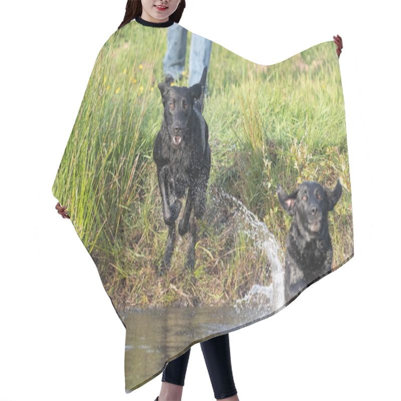 Personality  Two Pedigree Black Labradors Jumping Into The Water Together Hair Cutting Cape