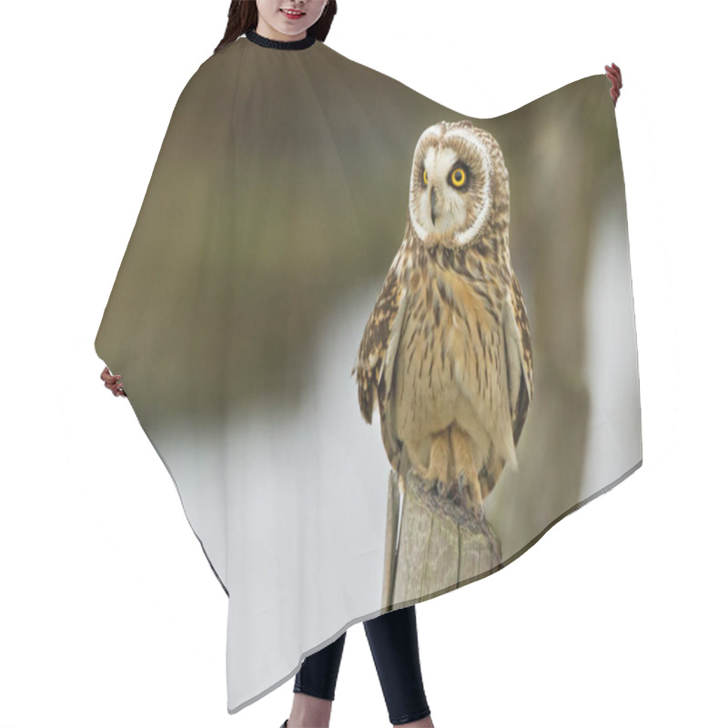 Personality  Short Eared Owl On A Pole Hair Cutting Cape