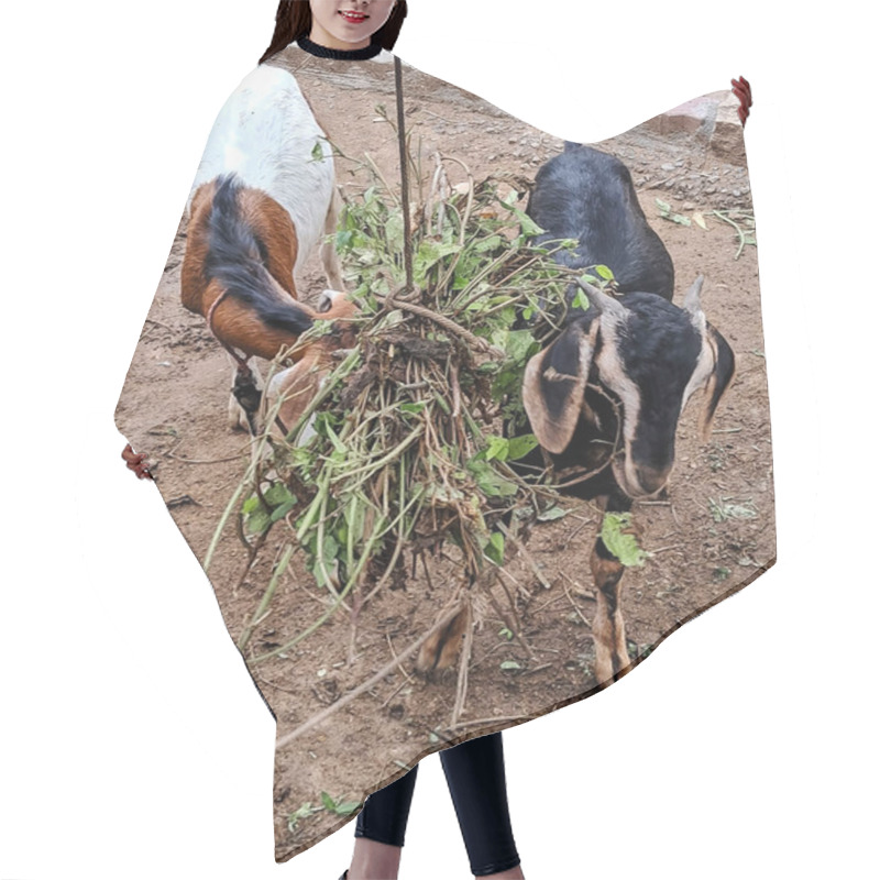 Personality  Two Goats Eating Fresh Greenery On A Farm Hair Cutting Cape