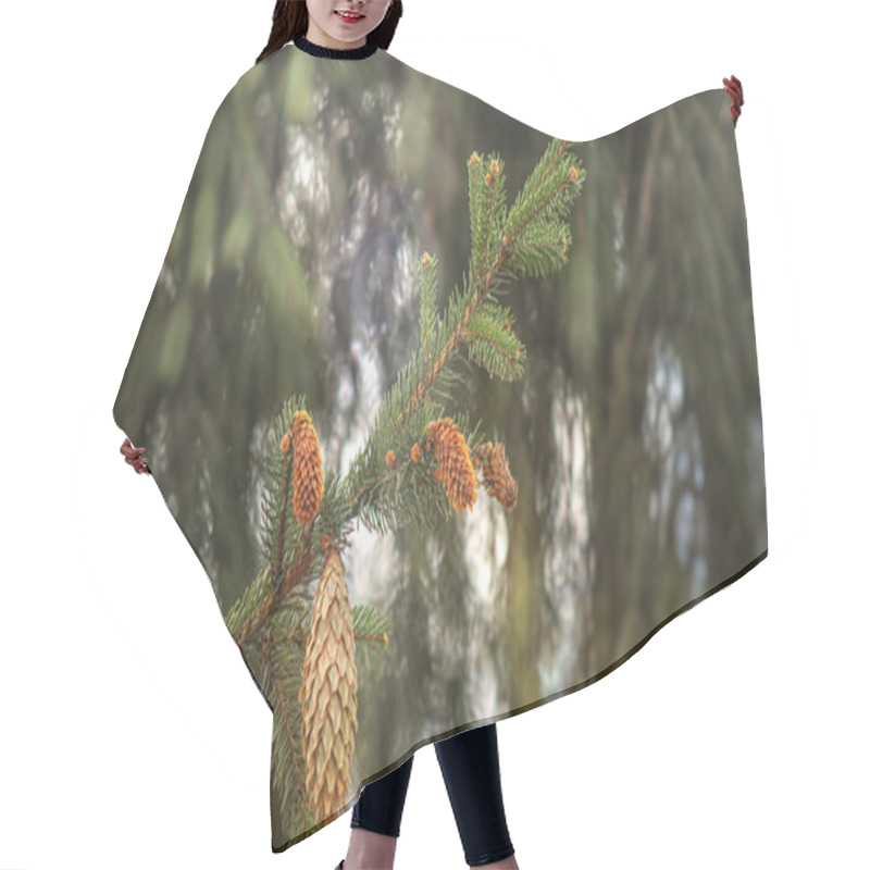 Personality  Spruce Branch With Cones In The Forest Under The Rays Of Elephant Light And Blurred Natural Background Hair Cutting Cape