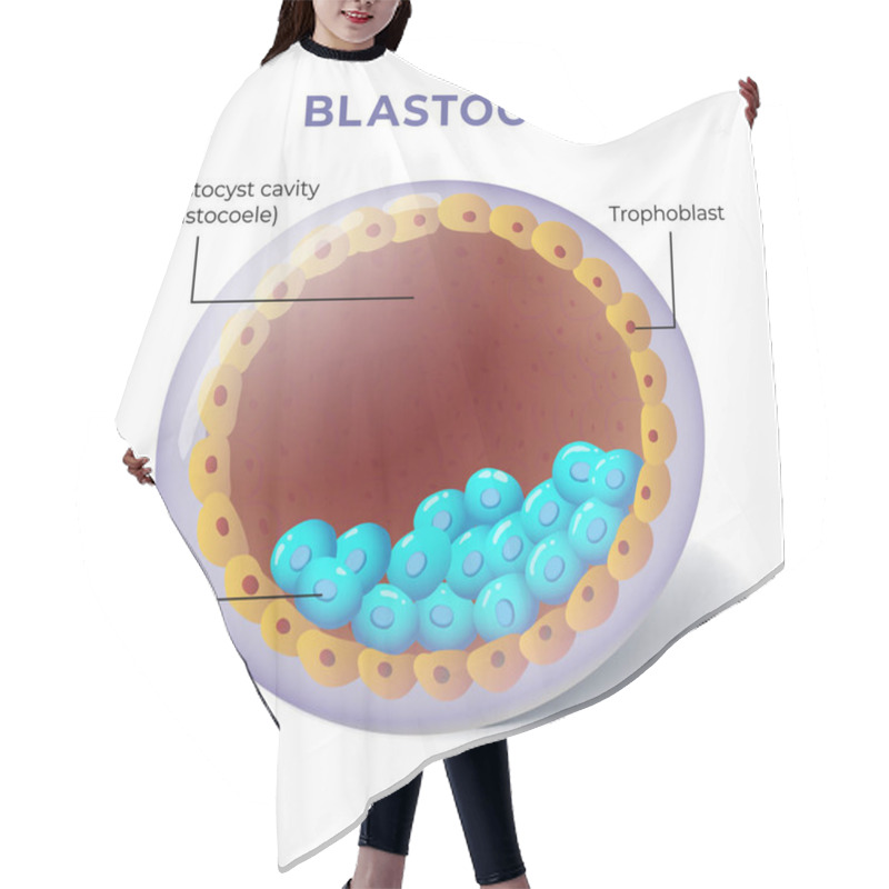 Personality  Illustration Of Blastocyst Anatomy Diagram Hair Cutting Cape