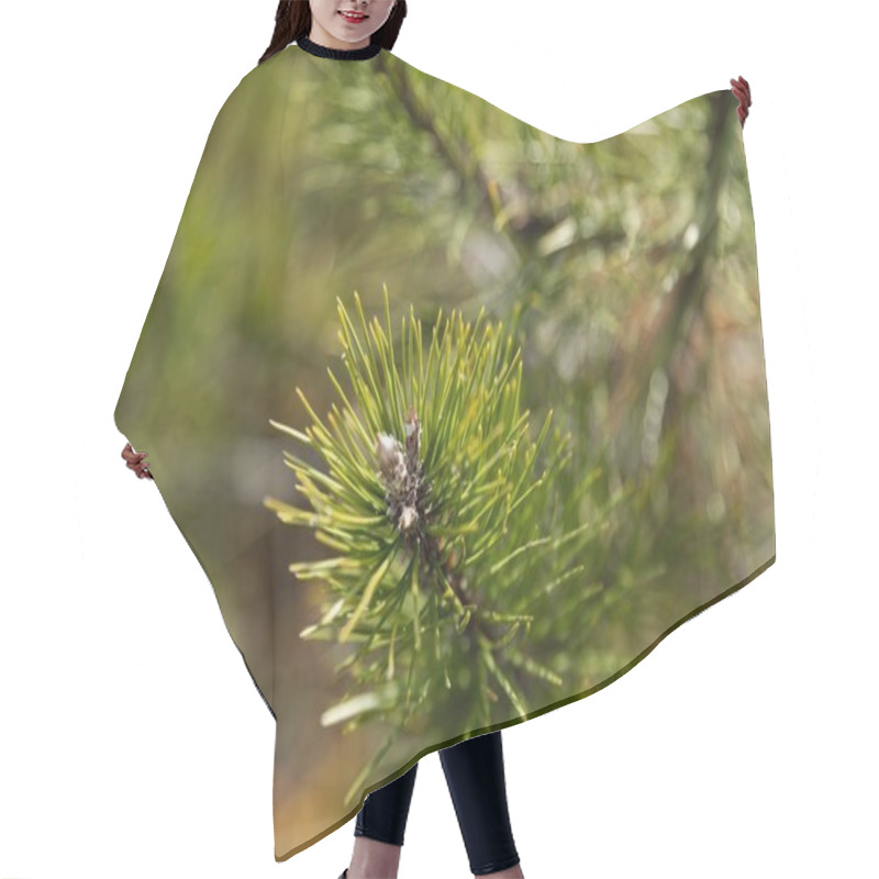 Personality  Green Fir Branches In Sunlight  A Symbol Of New Year And Holiday Spirit Hair Cutting Cape