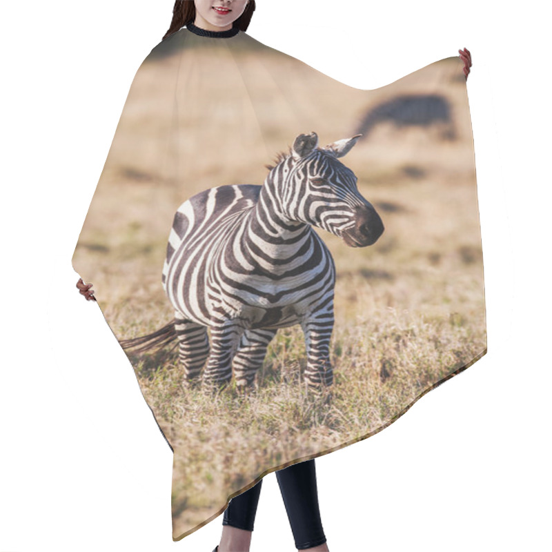 Personality  African Plains Zebra On The Dry Brown Savannah Grasslands Browsing And Grazing. Hair Cutting Cape