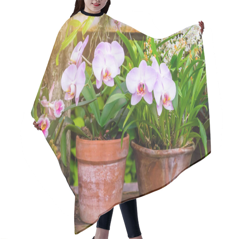 Personality  Orchids Flower In Clay Pots In A Tropical Wet Forest. Hair Cutting Cape