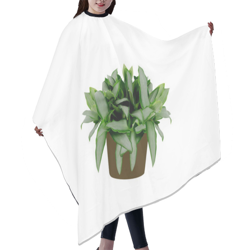 Personality  Murdannia Or Asiatic Dewflower Pot Plants Isolated On White Background Hair Cutting Cape