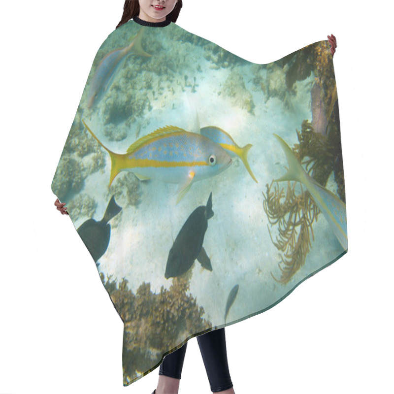 Personality  Yellowtail Snapper Hair Cutting Cape