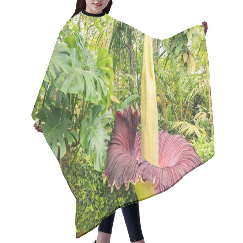 Personality  Zurich, Switzerland, May 24, 2023 Titan Arum Or Amorphophallus Titanum At The Botanical Garden Hair Cutting Cape