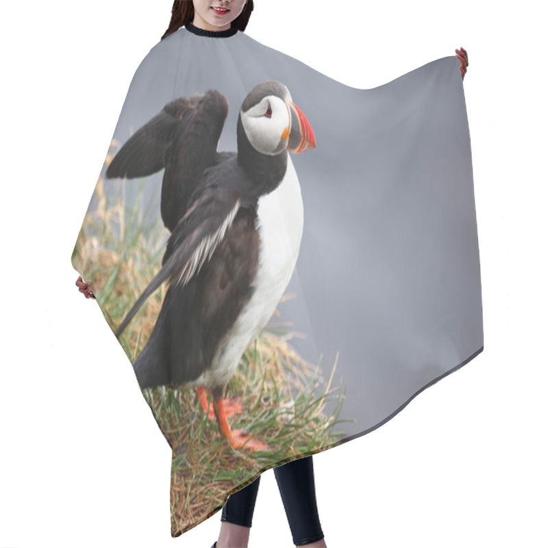 Personality  Atlantic Puffin At Wild Nature, Daytime View  Hair Cutting Cape