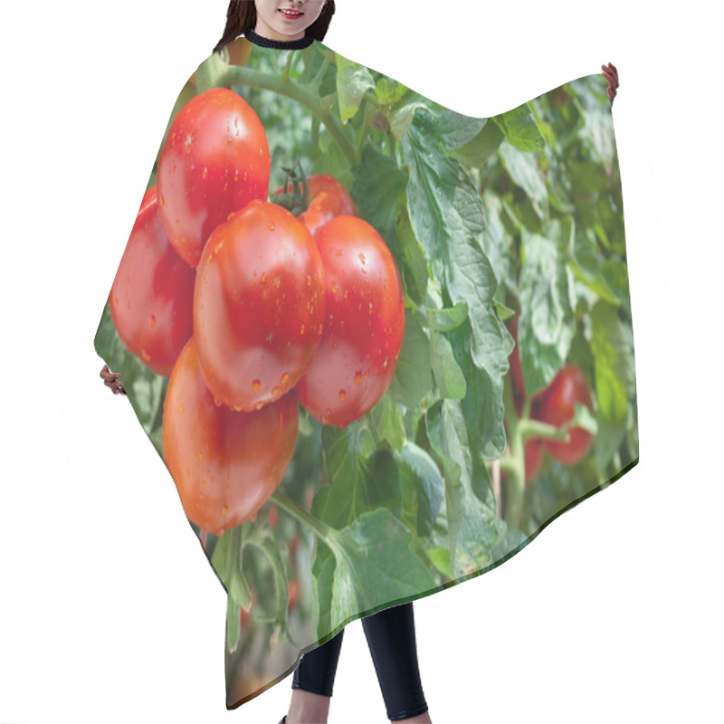 Personality  Growing Tomatoes Hair Cutting Cape