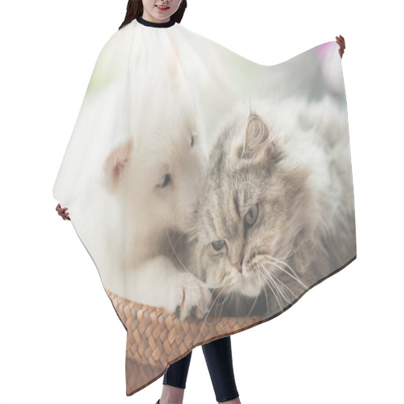 Personality  Cute Siberian Husky And Persian Cat Lying  Hair Cutting Cape