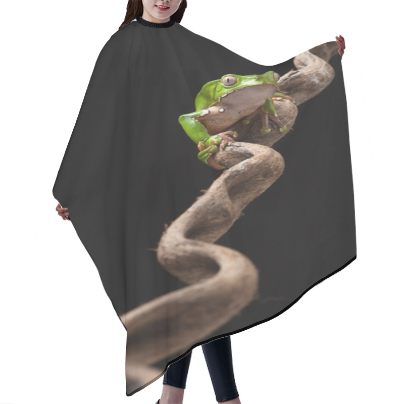 Personality  Green Tree Frog In Tropical Jungle Of South America Hair Cutting Cape