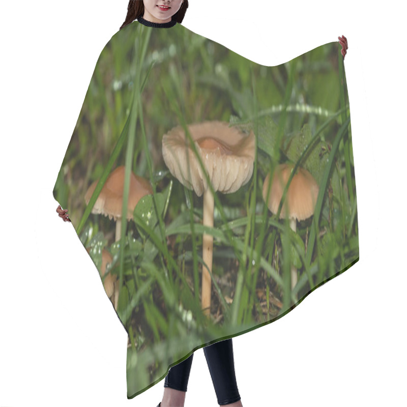 Personality  Tiny Orange Mushrooms Sprout From The Wet, Green Grass, Highlighted By Morning Dew, Showcasing The Intricate Beauty Of A Damp Forest Floor Hair Cutting Cape