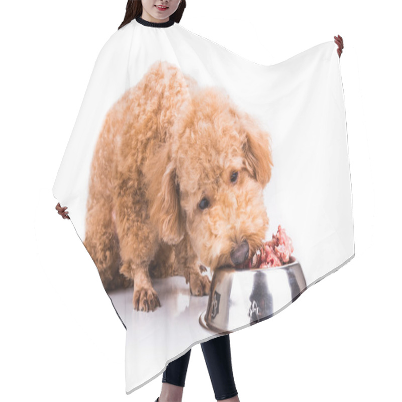 Personality  Poodle Dog Enjoying Her Nutritious And Delicious Raw Meat Meal Hair Cutting Cape