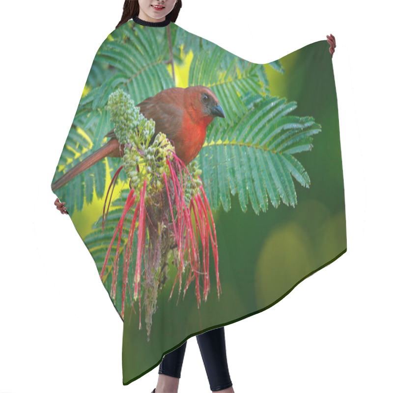 Personality  Red-throated Ant-Tanager Hair Cutting Cape