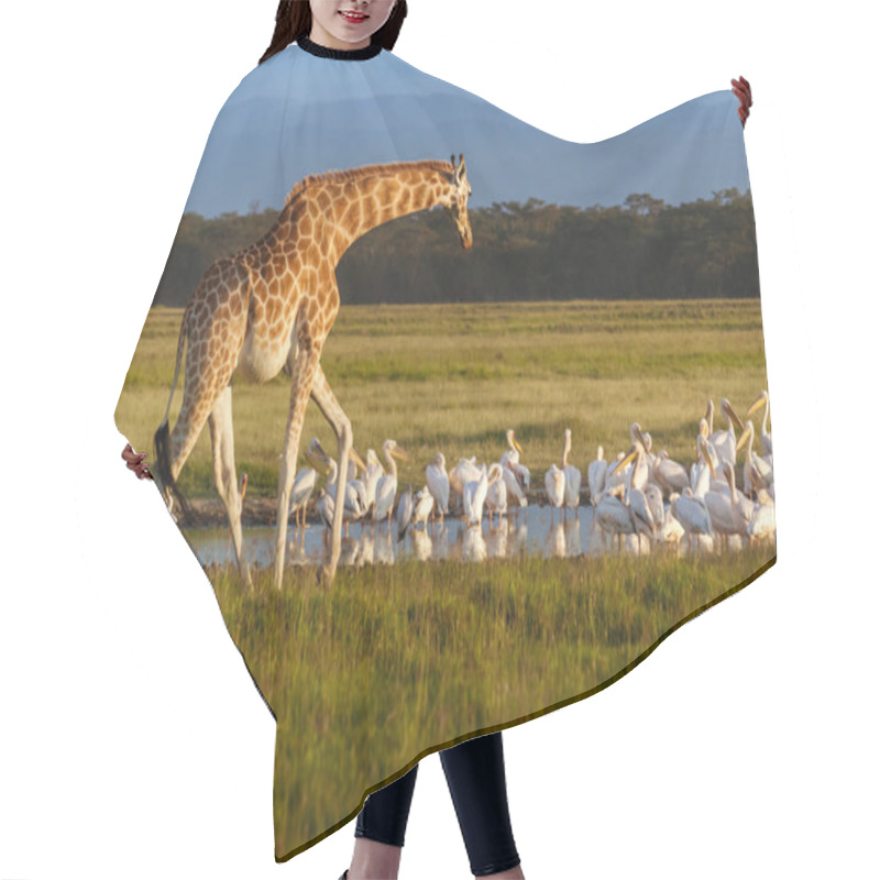 Personality  Rothschild's Giraffe (Giraffa Camelopardalis) And Pelicans Hair Cutting Cape