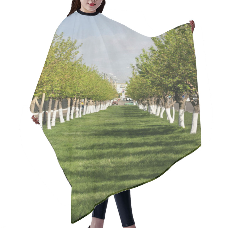 Personality  A Symmetrical Green Alley Of Trees In The Park. High Quality Photo Hair Cutting Cape