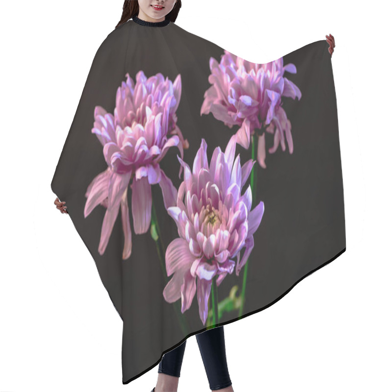 Personality  Studio Shot Of Three Pink Flower, Isolated On Black Hair Cutting Cape