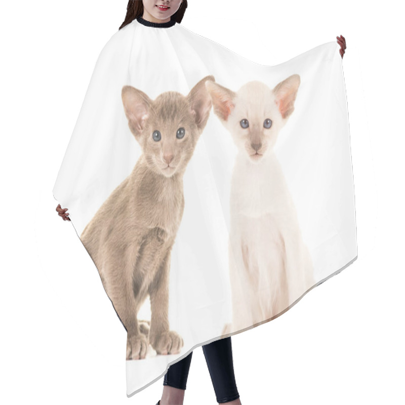 Personality  Cute Sitting Baby Siamese Cats Facing The Camera Hair Cutting Cape