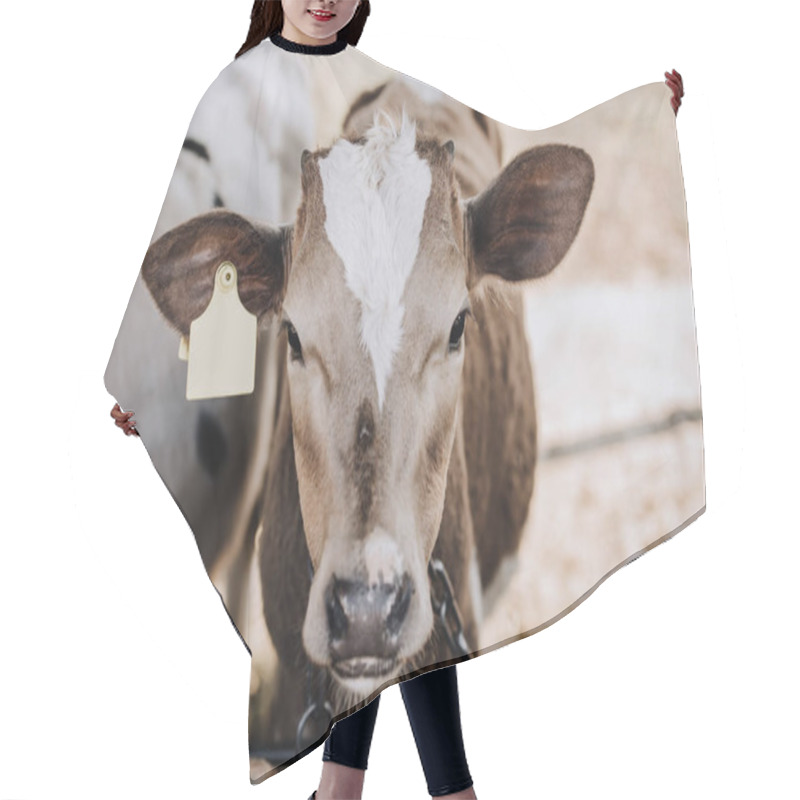 Personality  Portrait Of Adorable Domestic Calf Standing In Stall At Farm  Hair Cutting Cape