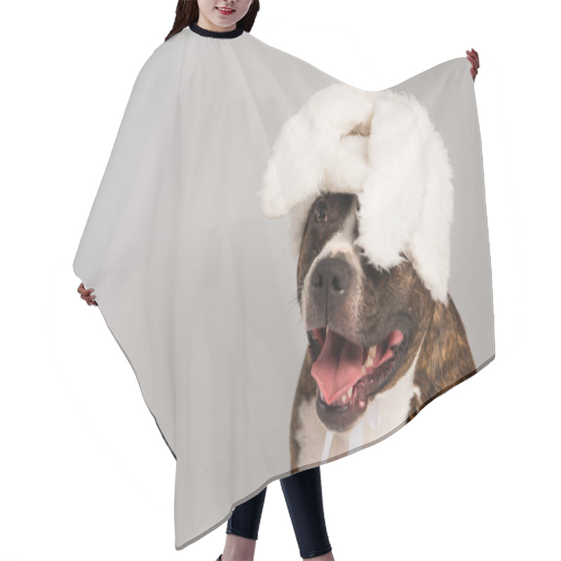 Personality  Purebred Staffordshire Bull Terrier In White Headband With Bunny Ears Isolated On Grey Hair Cutting Cape