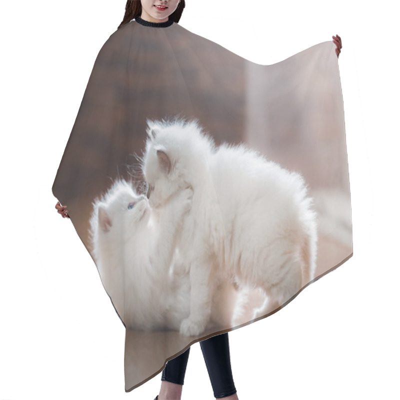 Personality   Ragdoll Blue Point Two Little Kittens Hair Cutting Cape