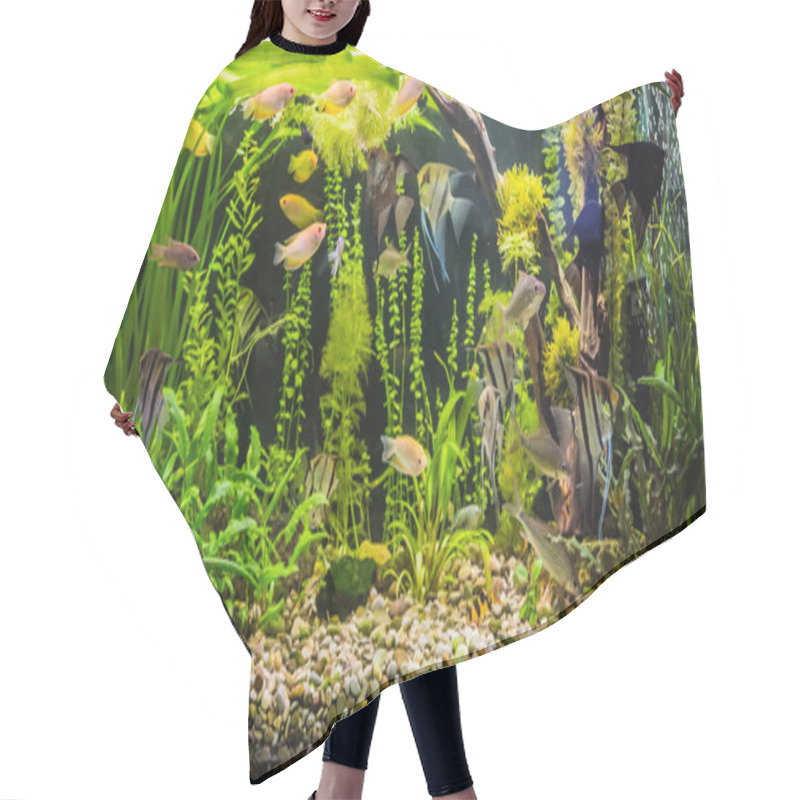 Personality  A Green Beautiful Planted Tropical Freshwater Aquarium With Fishes Hair Cutting Cape