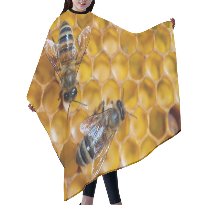 Personality  Close-up Of Working Bees On Honeycombs. Beekeeping And Honey Production Image Hair Cutting Cape