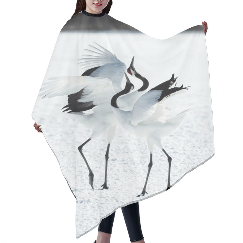 Personality  Dancing Cranes. The Ritual Marriage Dance Of Cranes. The Red-crowned Cranes. Scientific Name: Grus Japonensis, Also Called The Japanese Crane Or Manchurian Crane, Is A Large East Asian Crane. Hair Cutting Cape